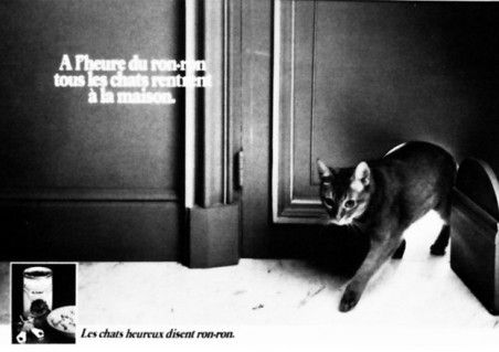 Nourriture pour chats