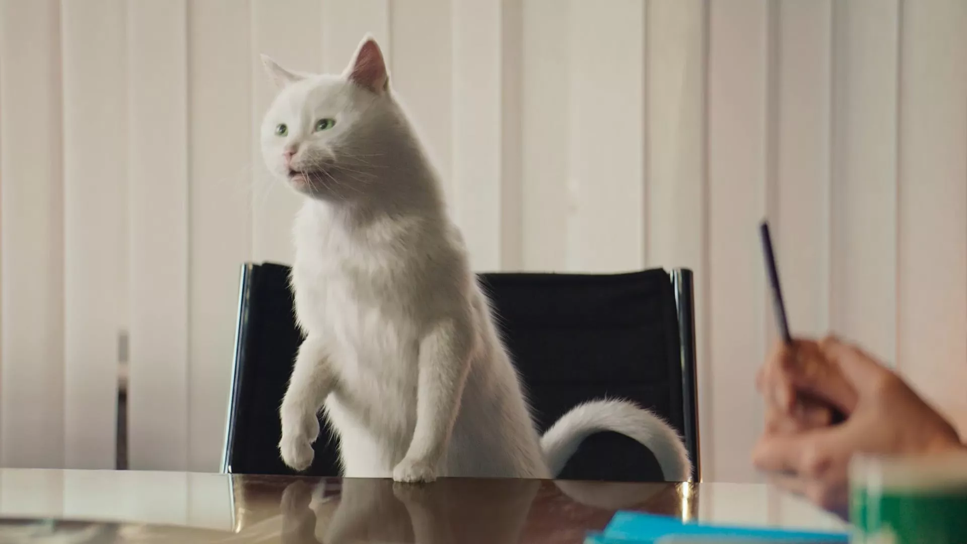 Le pouvoir du chat